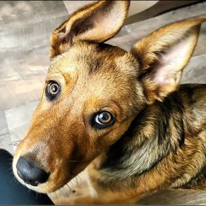 Meet your Posher, Alexis